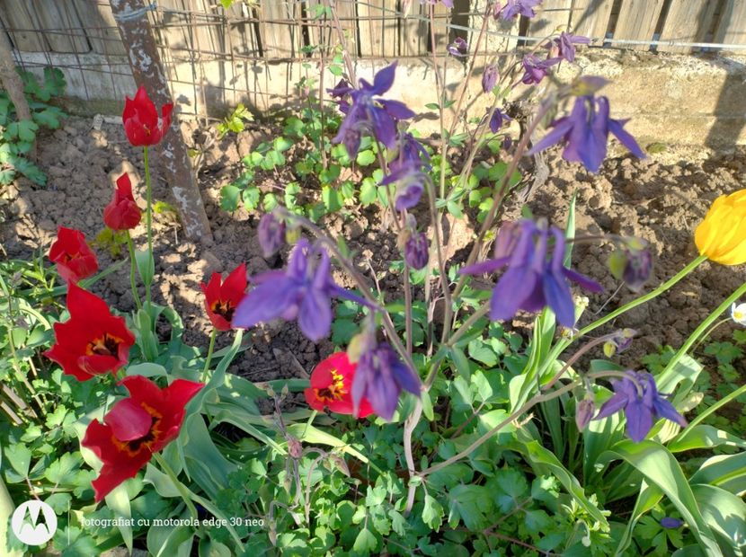  - Flori de gradină-2025