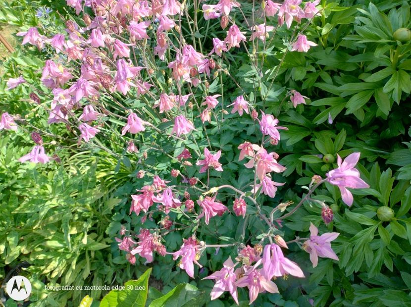  - Flori de gradină-2025