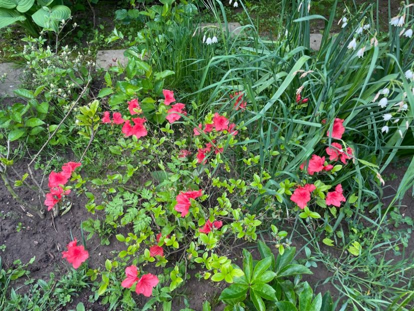  - 0005 - Gradina - 2025