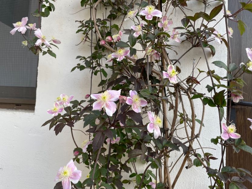  - 0005 - Gradina - 2025