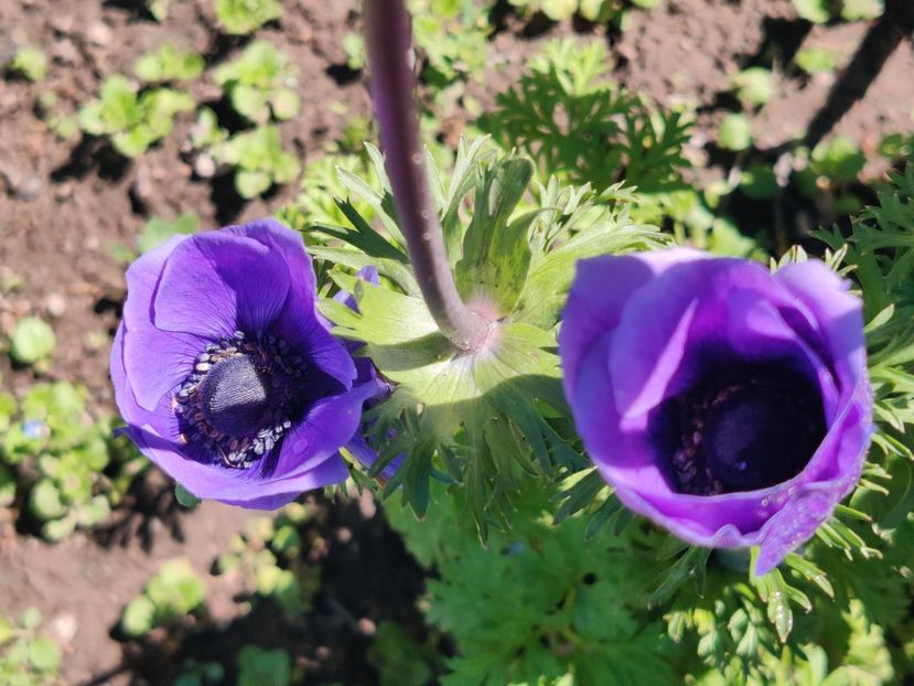  - Diverse flori de gradina
