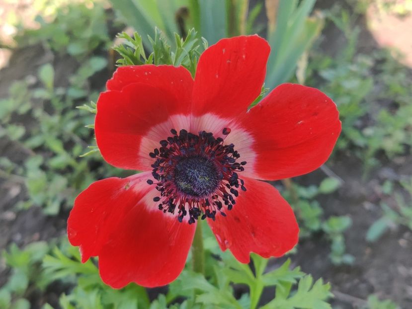  - Diverse flori de gradina