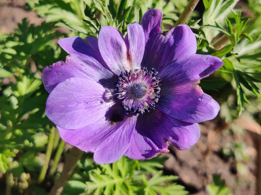  - Diverse flori de gradina