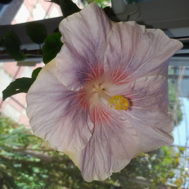  - HD 0971- HD Polar star