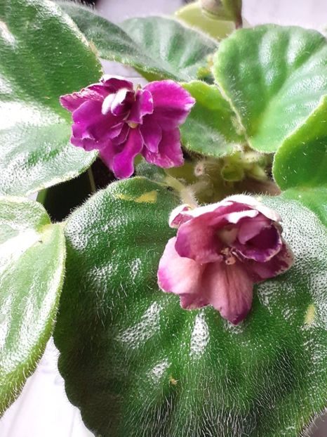  - VIOLETE