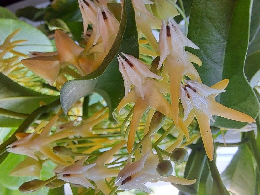 - Hoya multiflora