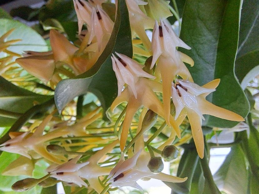  - Hoya multiflora