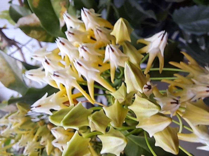  - Hoya multiflora