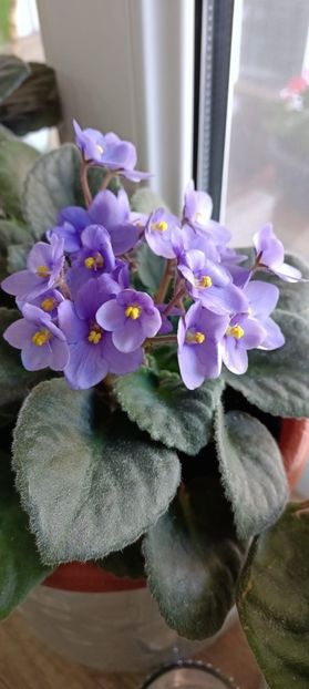 IMG-20250409-WA0009 (1) - Violete 2025