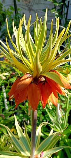 IMG-20250409-WA0026 - 2025