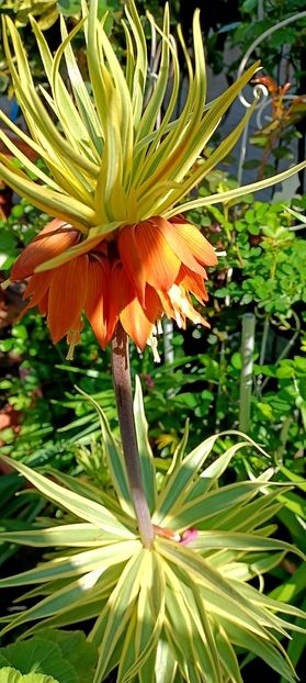 IMG-20250409-WA0027 - 2025