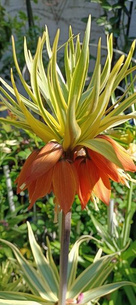 IMG-20250409-WA0026 (1) - 2025