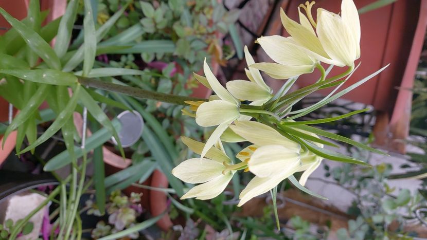 IMG-20250401-WA0009 - 2025