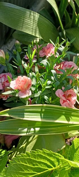 IMG-20250409-WA0024 (1) - 2025