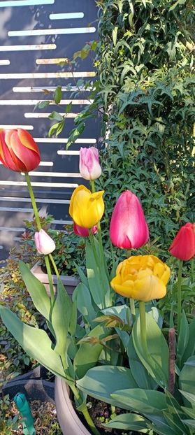 IMG-20250409-WA0018 - 2025