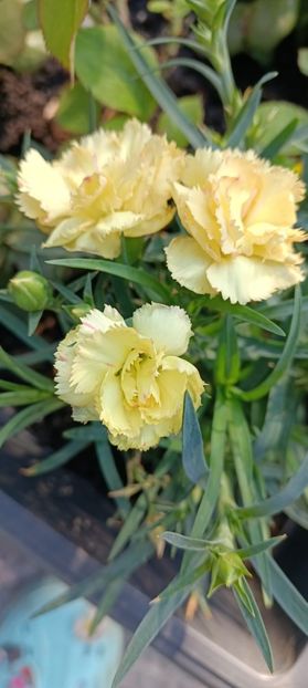 IMG-20250409-WA0013 (1) - 2025