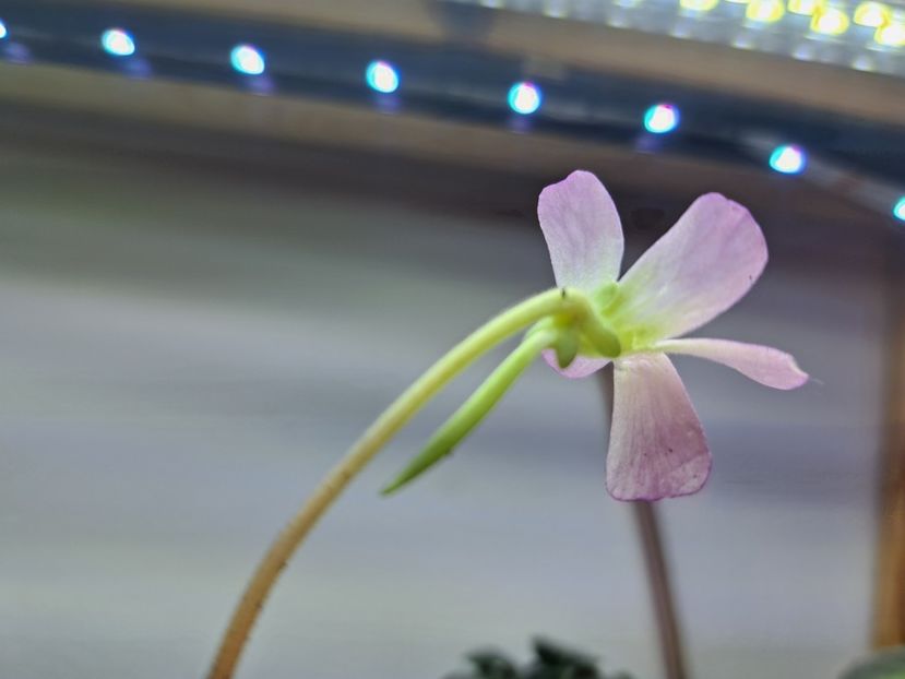  - Pinguicula