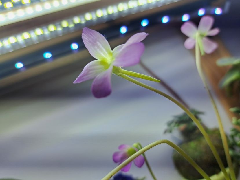  - Pinguicula