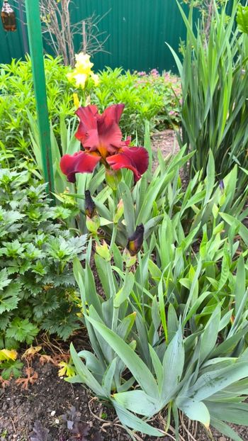 Iris germanica "Sultan" - Gradina si terasa PrimaLuce__11-Hello 2025