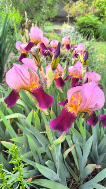 Iris germanica mix - Gradina si terasa PrimaLuce__11-Hello 2025
