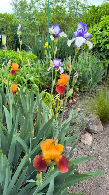 Iris germanica mix - Gradina si terasa PrimaLuce__11-Hello 2025
