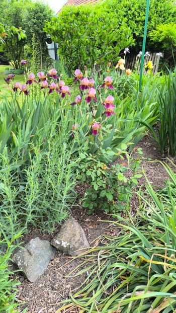 Iris germanica mix - Gradina si terasa PrimaLuce__11-Hello 2025