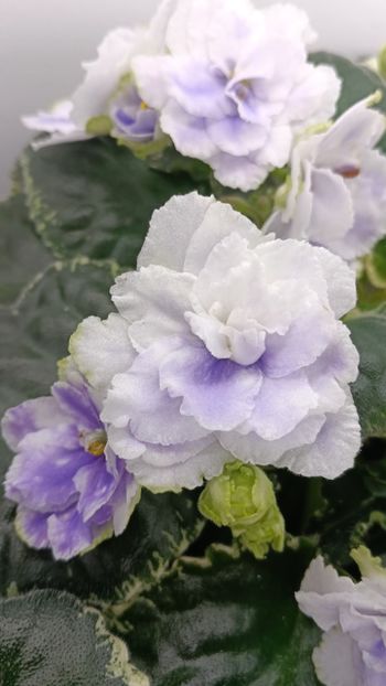  - BUCKEYE SEDUCTRESS