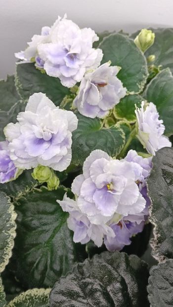  - BUCKEYE SEDUCTRESS