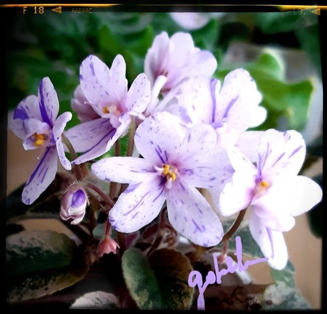 MK Stayka Motiljkov - A Violete mini si semimini