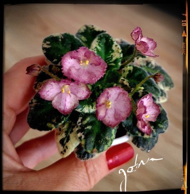 N Zorianka - A Violete mini si semimini