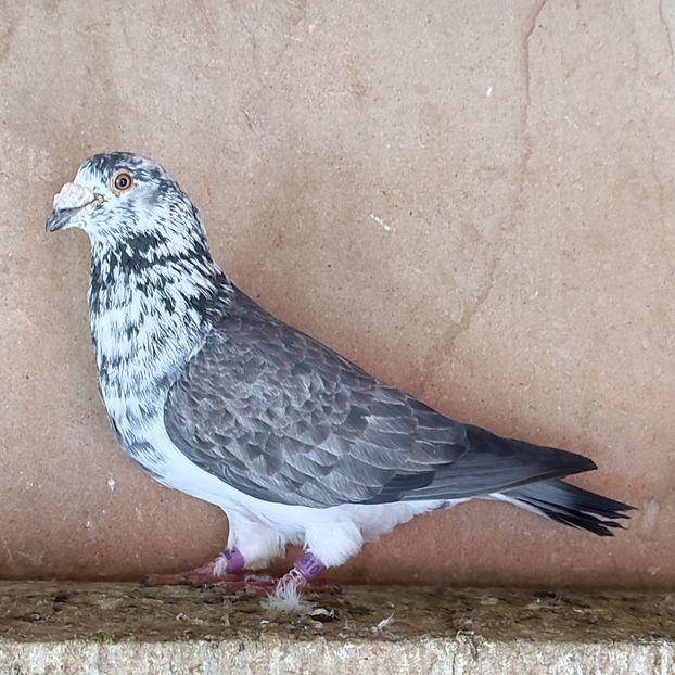 Mascul 19-810 - Cuci