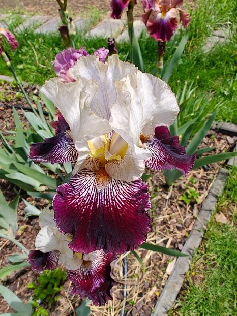 Magic Masquerade - Irisi