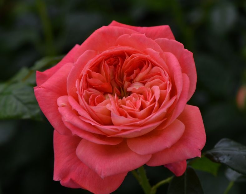 Queen of Hearts (Tufa) 50 - Ghivece 2025