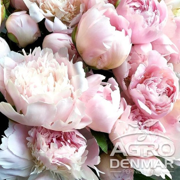 bujor-paeonia-alertie- - BUJOR ALERTIE