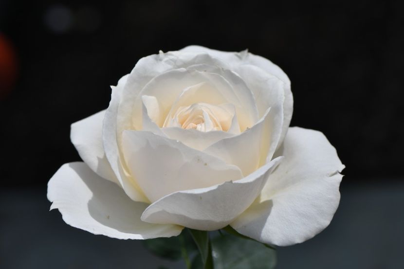 Princesse Astrid (tufa) 60 - Toamna 2025