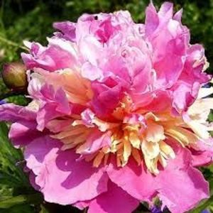 Bujor Sorbet 2 - BUJOR SORBET