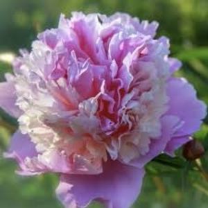 Bujor Sorbet 3 - BUJOR SORBET