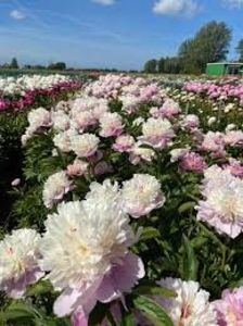 Bujor Sorbet 4 - BUJOR SORBET