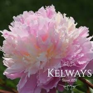 Bujor Sorbet 5 - BUJOR SORBET