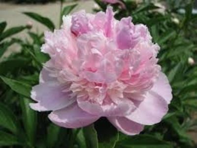 Bujor Sorbet 6 - BUJOR SORBET