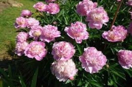 Bujor Sorbet 7 - BUJOR SORBET