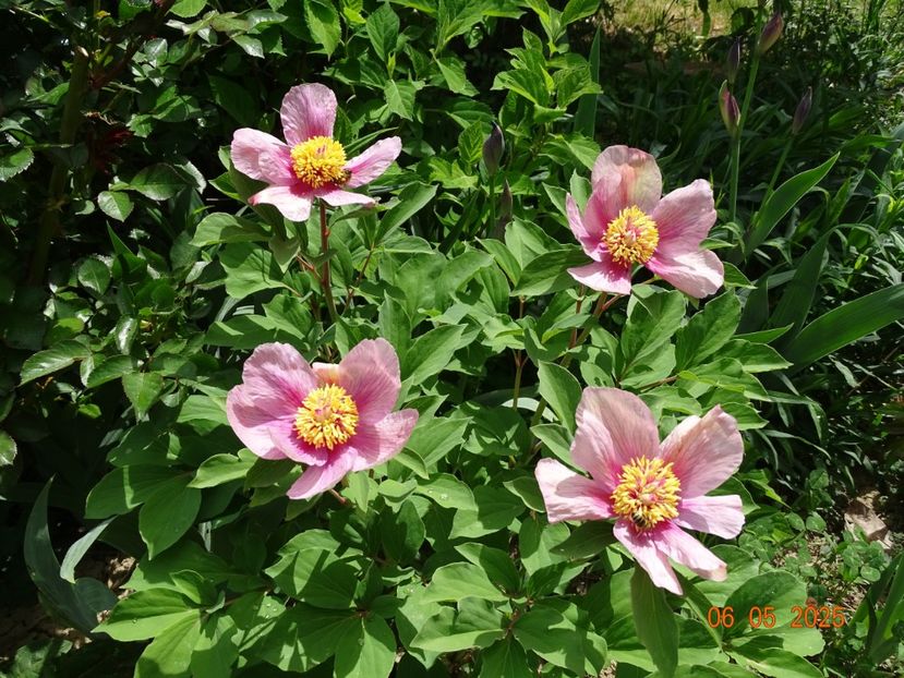 paeonia mlokosewitschii hybrid - Bujori 2025- Dobarland