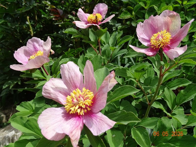 paeonia mlokosewitschii hybrid - Bujori 2025- Dobarland
