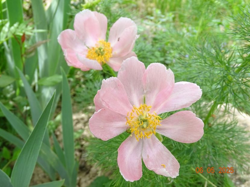paeonia tenuifolia Rosea - Bujori 2025- Dobarland