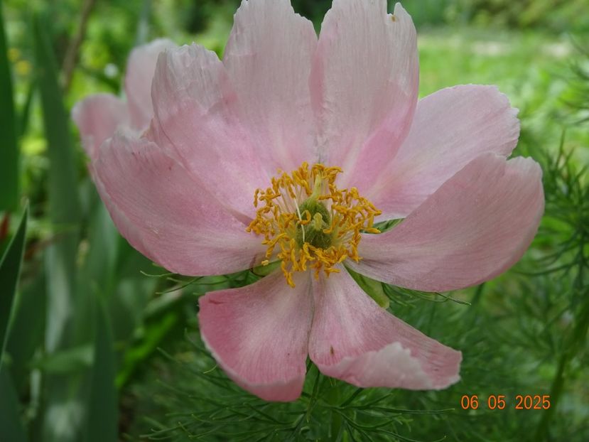paeonia tenuifolia Rosea - Bujori 2025- Dobarland