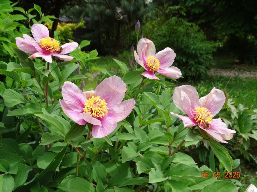 paeonia mlokosewitschii hybrid - Bujori 2025- 1