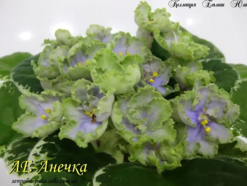 Poza net - LE-Anechka