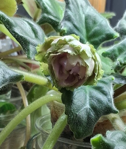  - EK Raspletalo Leto Kosy 2