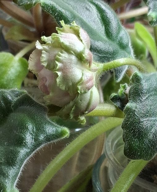  - EK Raspletalo Leto Kosy 2