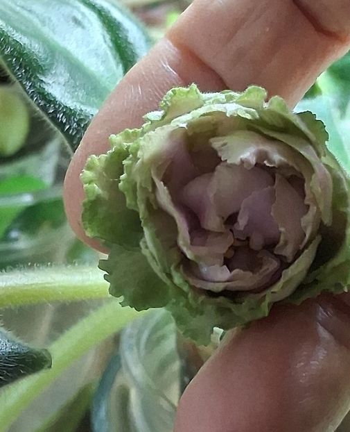  - EK Raspletalo Leto Kosy 2